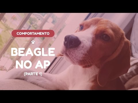 Vídeo: Como Cuidar De Um Beagle Em Um Apartamento