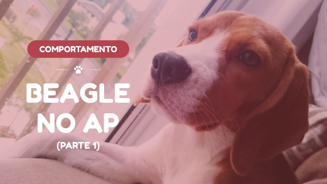 cachorros rottweiler Como é ter um Beagle em um apartamento - Parte 1
