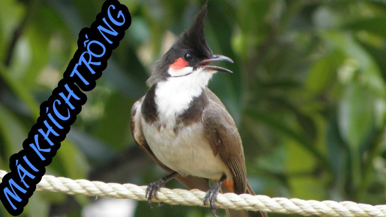 นกแสดงความยินดีกับยอดตัวเมียหรือกระตุ้นกลองให้ลุกไฟอย่างรวดเร็ว - Birds