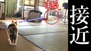 まりもとまるが急接近！三毛猫とレトリバーの交流が始まる？