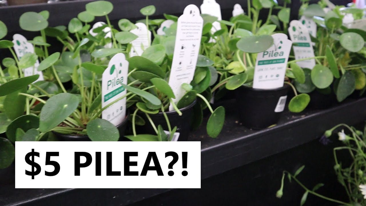 Plant Shopping In The Bay Area Payless Nursery, The Plant Sitter