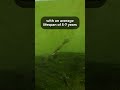 A Frog for Nano Aquariums : African Dwarf Frog