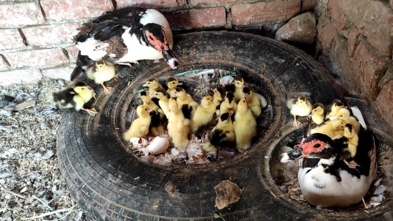 سمعت صوت طالع من العشة بتاع البط دخلت اشوف صوت اي ده اتصدمت من المفاجأة الكنز ظهر 😮😮