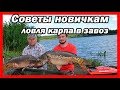 Ловля крупного карпа в завоз с корабликом Дельфин  Советы новичкам