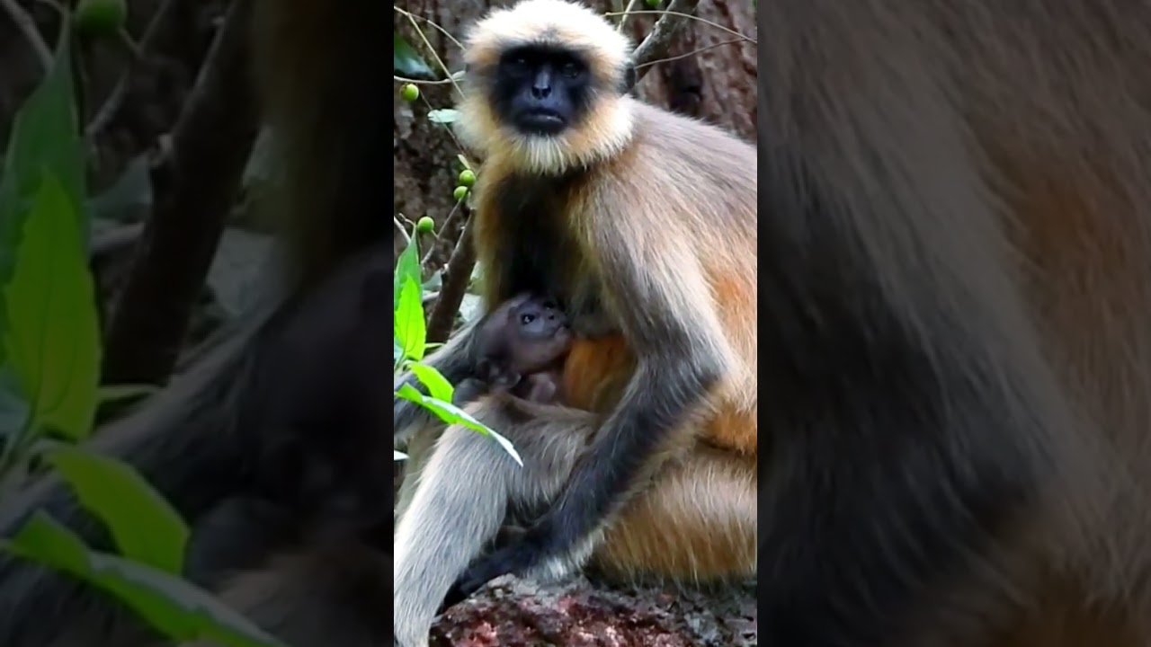 Monkey mother feeding baby