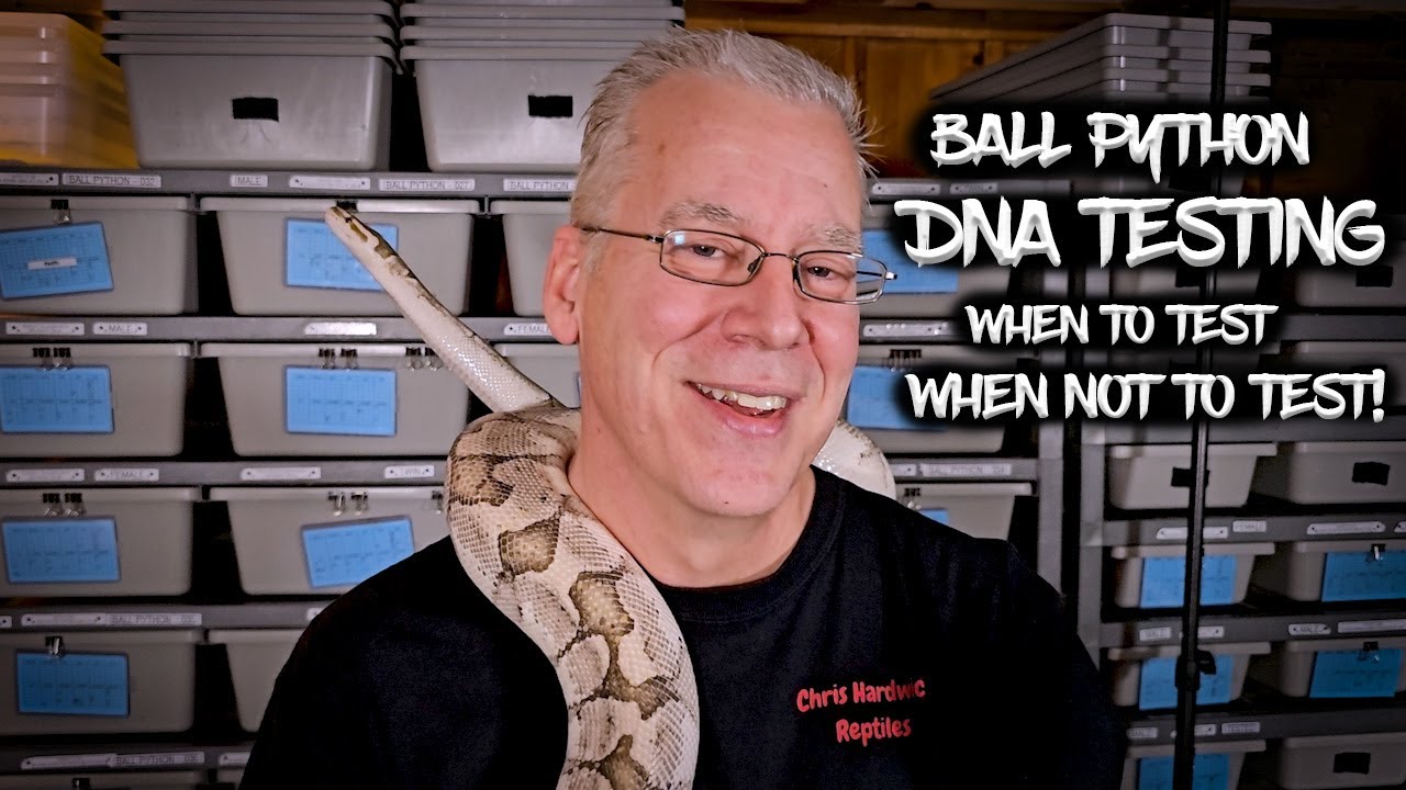 ДНК-тестирование шаровидного питона: когда стоит тестировать, а когда нет!