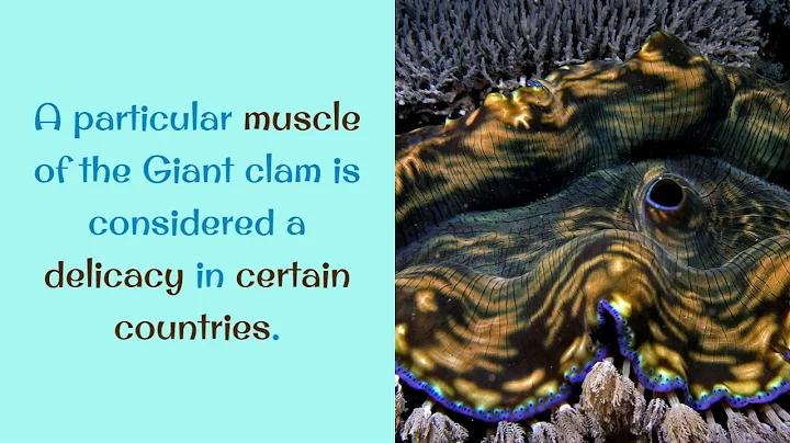 15 Unknown Facts You Should Know About Giant Clam