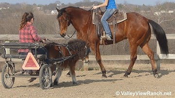 Tastefully Elegant - riding around the pony cart! - VslleyViewRanch.net