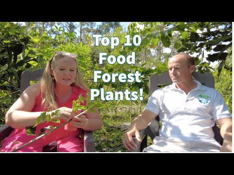 Top 10 food forest plants