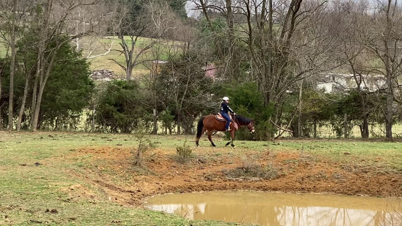 Wester Pleasure Walk/Jog/Lope