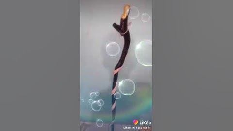 Tongkat sunan kali jaga