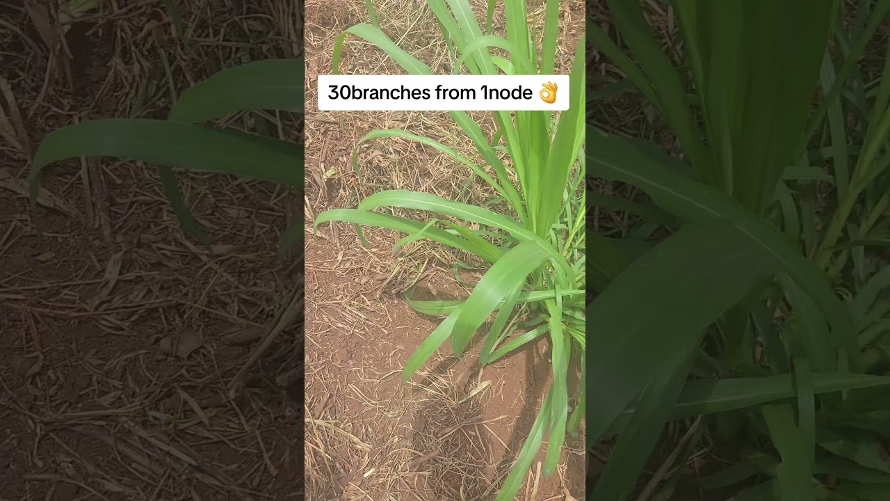 Juncao Grass #juncao