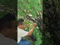 Jaboticaba Fruta 🍅 indicada para o Tratamento de Rins.