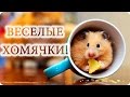 Веселые Хомячки! Смешное Видео Про Хомяков! Смешные Животные/