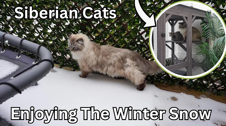 Video 7723221: siberian cat enjoying, adorable siberian cat, cats catio, cat explores adorable, cat snow, cat walk