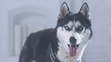 Maniak - DSPT (Official Video) prod. Season x Leryk