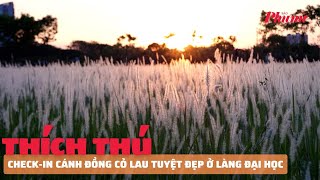 Người dân thích thú check-in cánh đồng cỏ lau tuyệt đẹp ở làng đại học | Báo Phụ Nữ