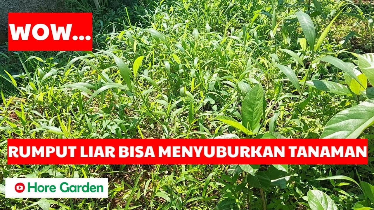 CARA MEMBUAT PUPUK KOMPOS DARI RUMPUT LIAR