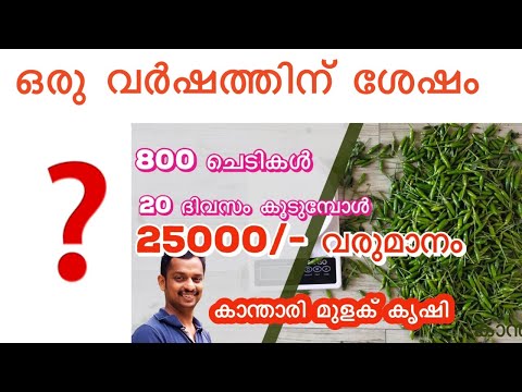 കാന്താരി മുളക് കൃഷി #Kanthari mulaku krishi #Birds eye chilli plant Cultivation#Mulaku krishi #kl06