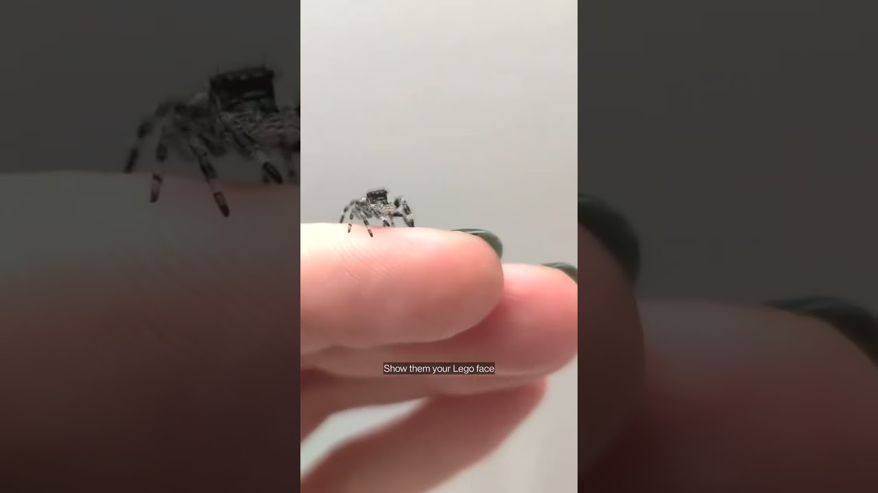 Funny Cute Jumping Spider Video 
