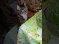 #shorts #кошка Алиска ест листья гусиного лука