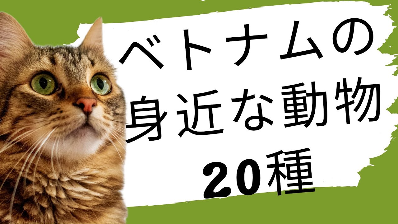 3】ベトナム語初心者向け｜ベトナムの身近な動物20種 - YouTube