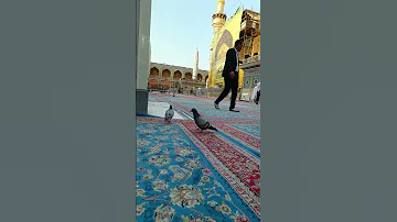 حمامة جمیلة داخل الحرم الإمام علی علیه السلام العتبة العلویة المقدسة Hadissherif 