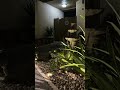 Rock Garden: A Warm Fall Evening🍁Water Fountain Sound. Subscribe and Enjoy🌺#relaxation