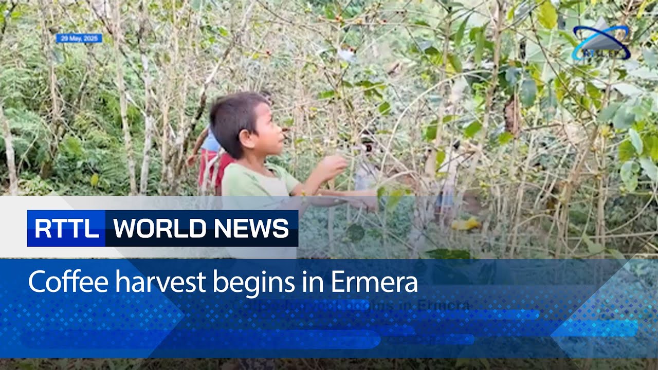 Coffee harvest begins in Ermera
