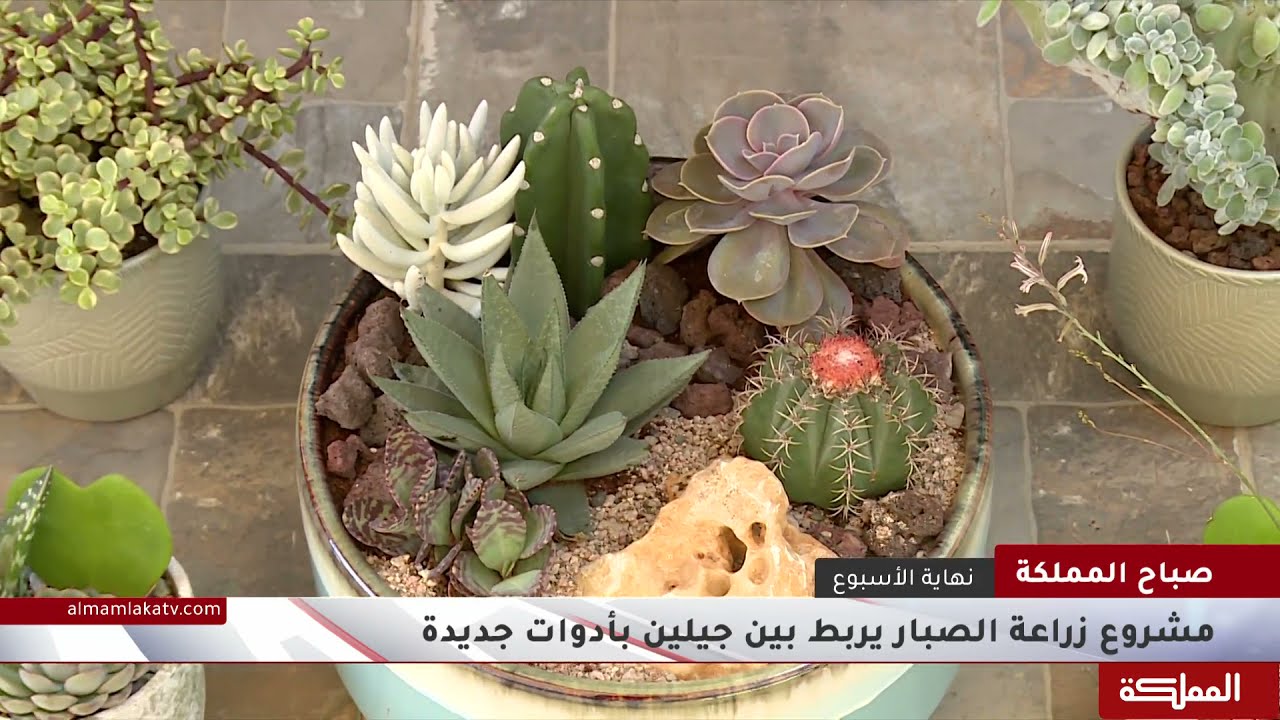 مشروع زراعة الصبار يربط بين جيلين بأدوات جديدة Youtube