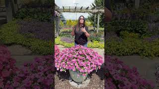 Plant Of The Day: Supertunia Vista® Bubblegum® 30% Off (June 30, 2025)