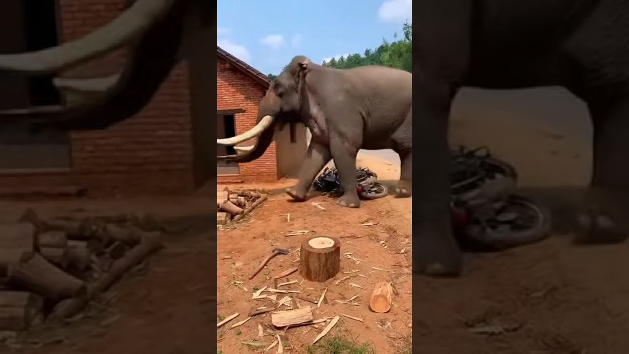 He Was Just Chopping Wood… Then a Wild Elephant Appeared and Destroyed Everything in Seconds 🐘💥