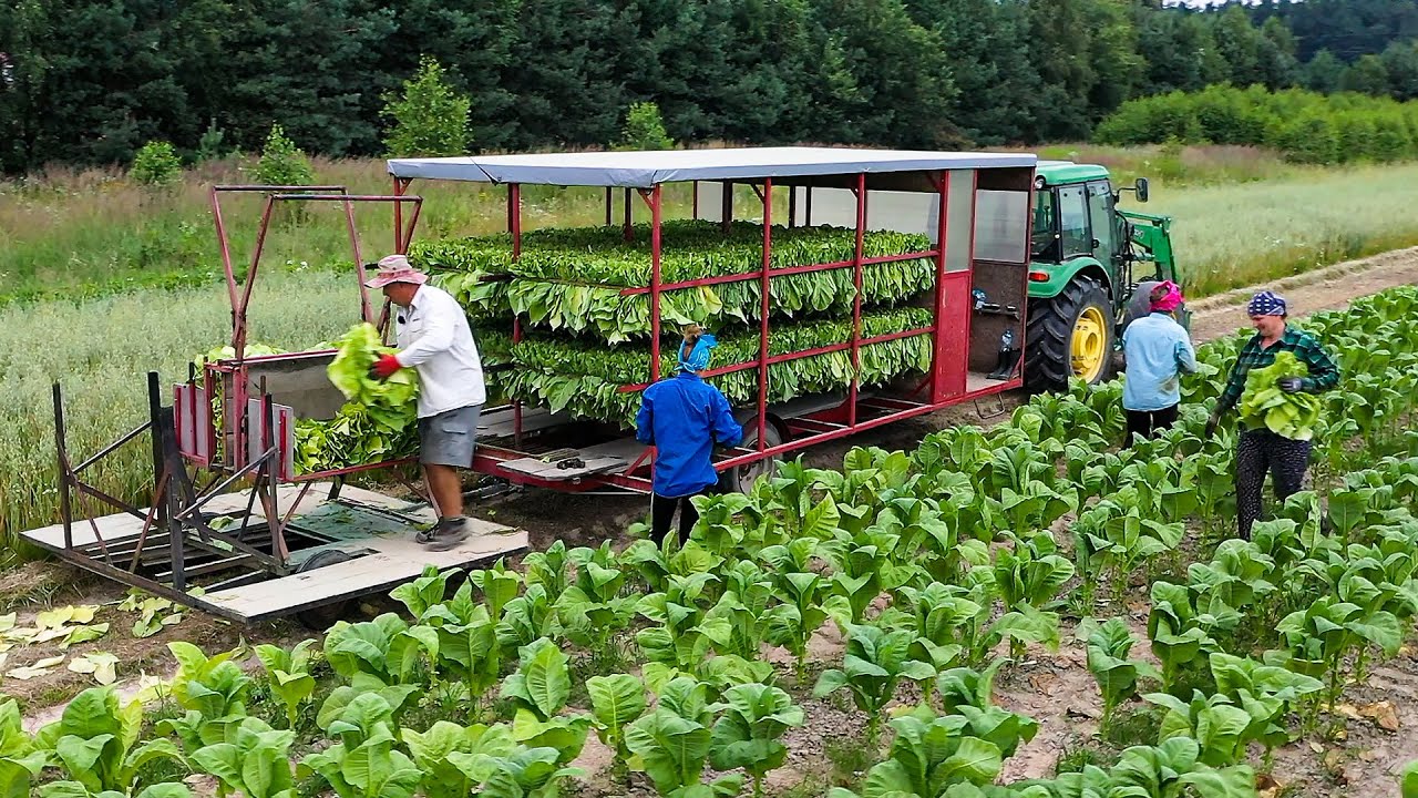 PIERWSZE ZBIORY TYTONIU 2023 - NASZE ŻNIWA