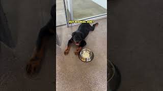 A Day in the Life of an Office Dog 🐶💼