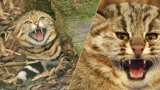 МУРАВЬИНЫЙ ТИГР - маленький, но смертоносный ночной охотник! Африканские животные, пятнистая кошка