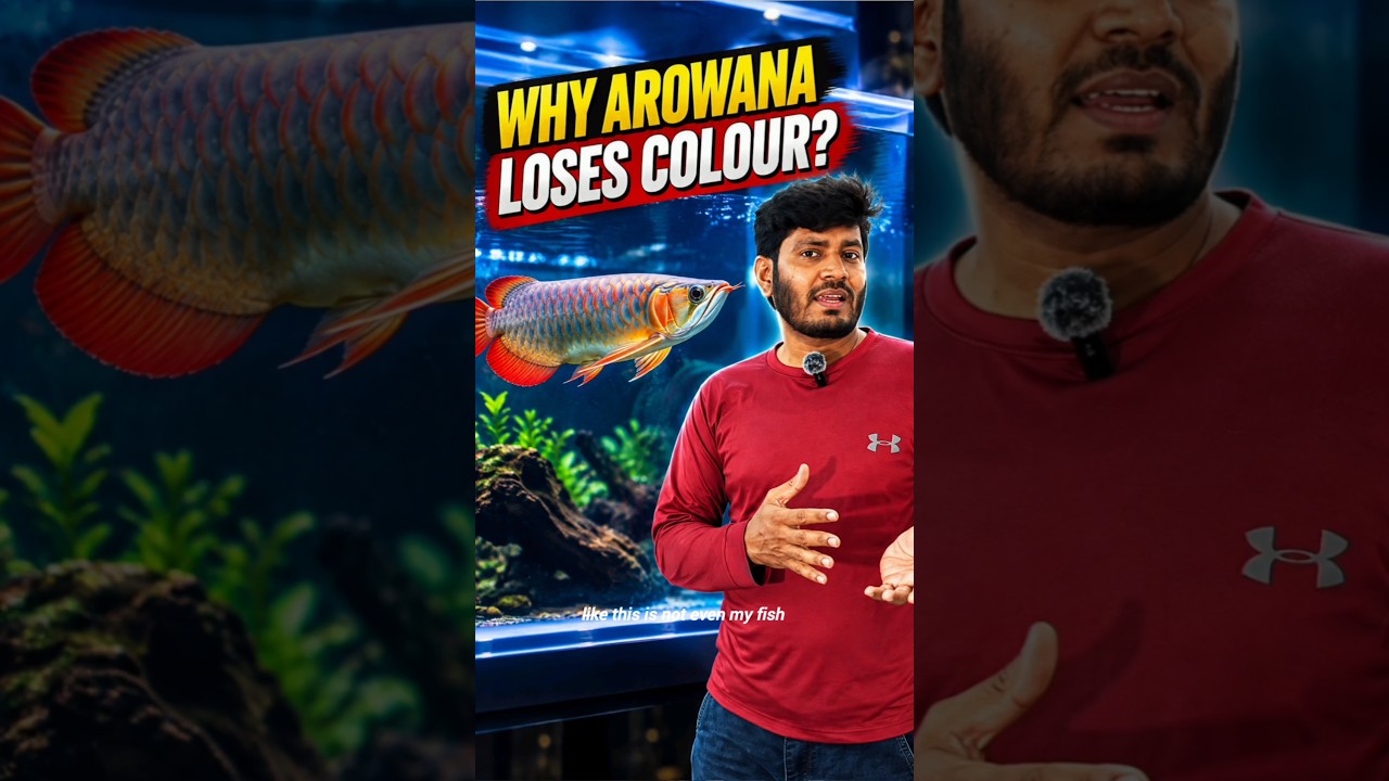 Why Is Your Arowana Fish Losing Colour? 😱🐉 | 7 Common Reasons & How to Get Its Colour Back!