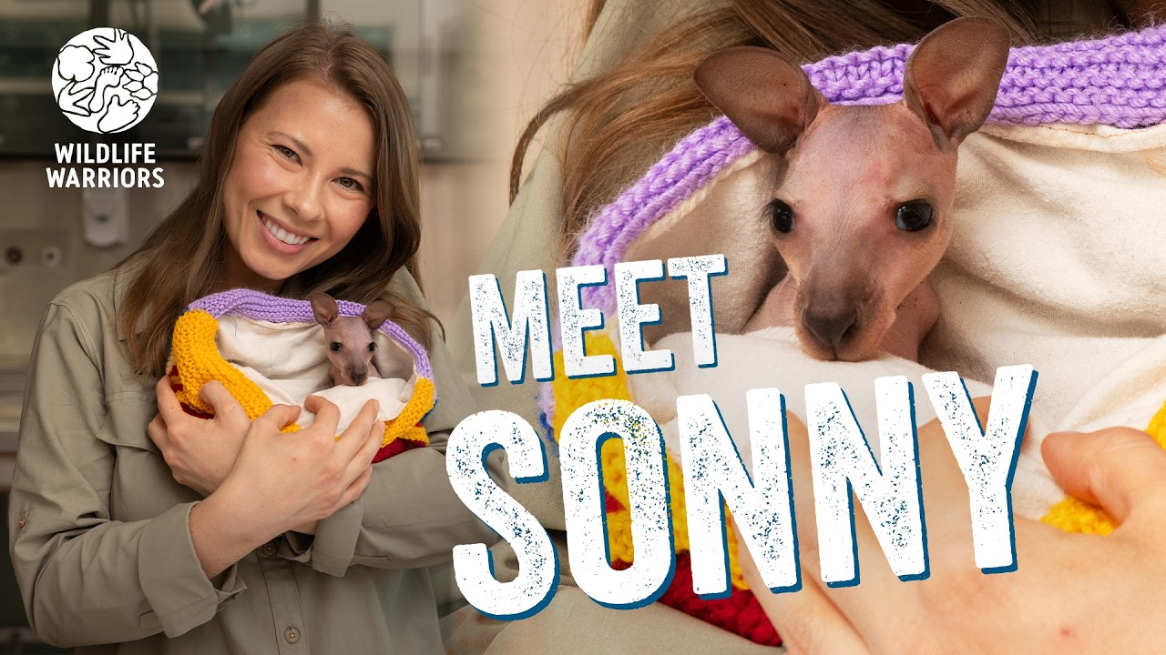 Bindi Irwin & Chandler Introduce You To Sonny | Australia Zoo Wildlife ...