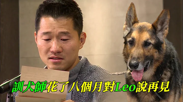 狗狗離世，主人需要多久才能釋懷？訓犬師用了八年找回leo，又用了八個月對它說再見，一切畫上了圓滿的句號 - 天天要聞