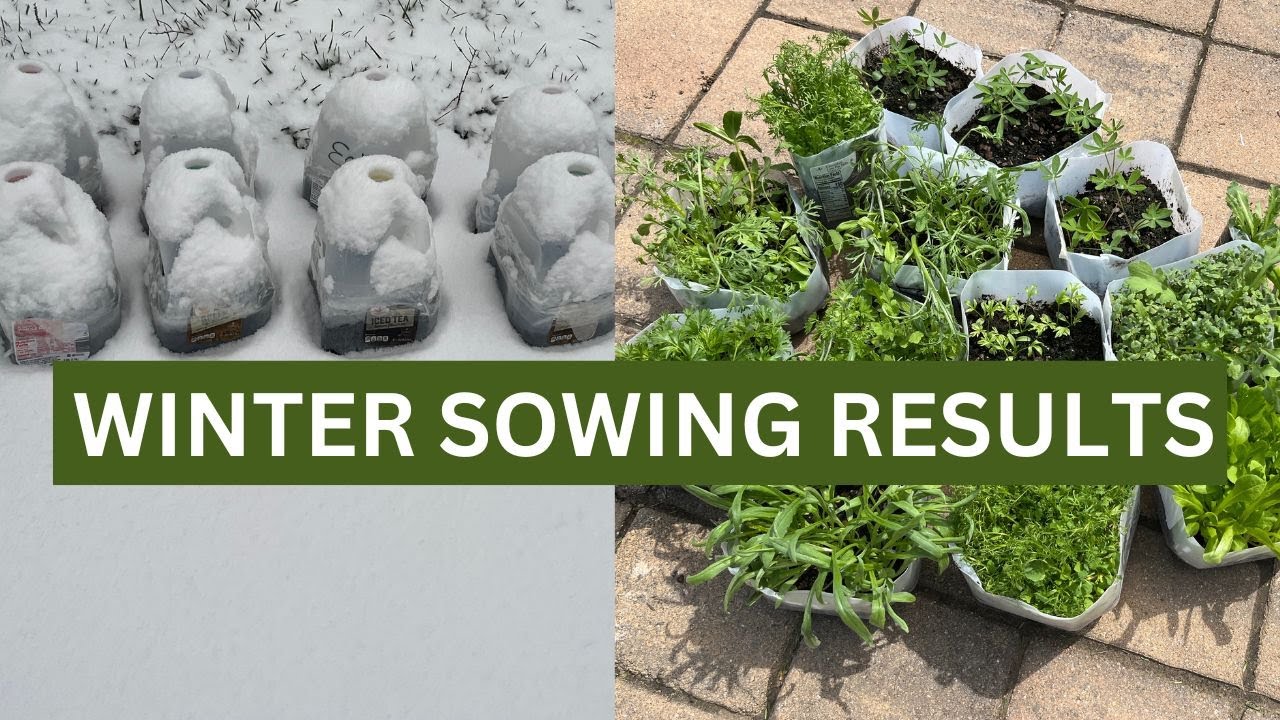 My Winter Sowing RESULTS 2024