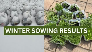 My Winter Sowing RESULTS 2024