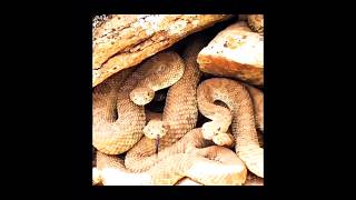 The Rattle That Saves Lives | Rattlesnake | Snake | Russell Viper | Zehreelaa saanp | saanp