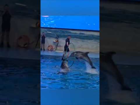 Dubai Dolphinarium