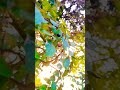 #nature #lover 🌿🌄🥰 #nagpuri #song #youtubeshorts  #shortvideo #likesharesubscribe