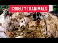 Cruelty to animals!! पशुओं के प्रति क्रूरता #savespeechlessanimals