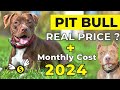 Pitbull Dog Price In India 2024 | Price of Pitbull in india and Monthly Expenses