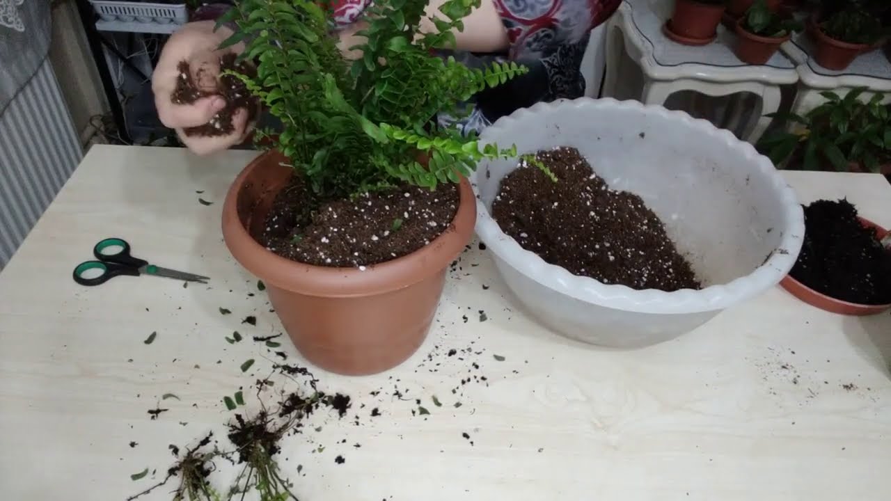 AŞK MERDİVENİ ÇİÇEĞİ BAKIMI SAKSI DEĞİŞİMİ NASIL YAPILIR | AŞK MERDİVENİ ÇOĞALTMA | NEPHROLEPİS