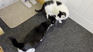 Neighbours Cat Comes Inside, My Cats Greet Him