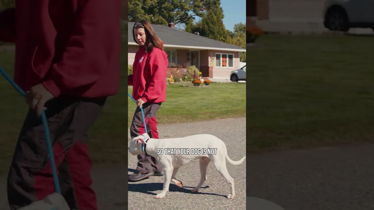 Ready for peaceful walks without pulling? 🐾✨