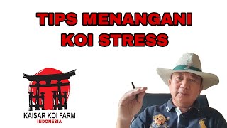 IKAN KOI STRESS..!  SIMAK VIDEO INI....!!