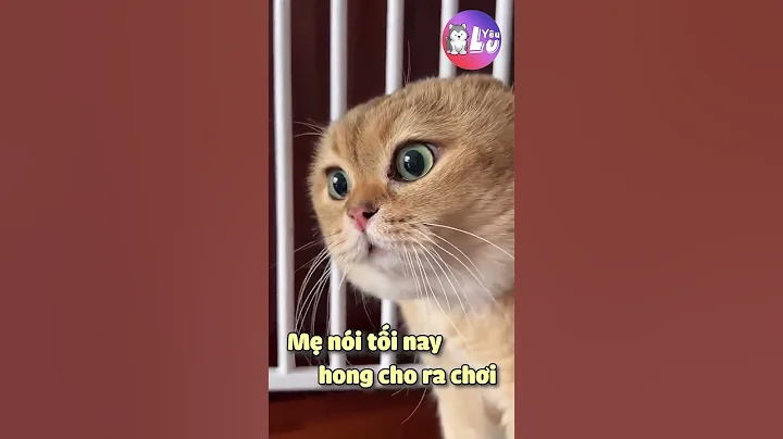 Khi Loài Mèo Biết Nói Tiếng Việt (Phần 5) 😂 #Shorts